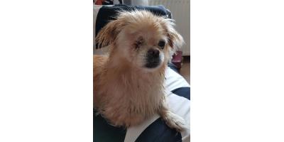 Pomożecie odnaleźć właściciela pieska?