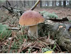 Policja apeluje do grzybiarzy o rozwagę!