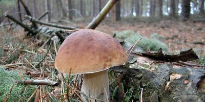 Policja apeluje do grzybiarzy o rozwagę!