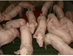 Decyzji ostatecznej o budowie fermy trzody chlewnej w Nowym Niestępowie - nie ma!