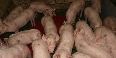 Decyzji ostatecznej o budowie fermy trzody chlewnej w Nowym Niestępowie - nie ma!