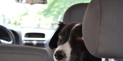 Nie zostawiajmy dzieci i zwierząt w nagrzanych samochodach choćby na chwilkę! [Film]