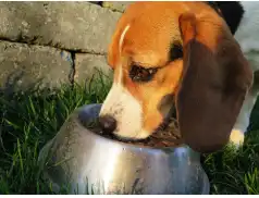 Uczniowie Prusa dla zwierzaków ze schroniska w Pawłowie