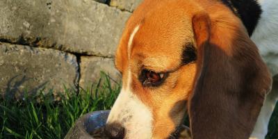 Uczniowie Prusa dla zwierzaków ze schroniska w Pawłowie