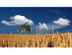 Kiedy wypada pierwszy dzień lata? Czym jest noc kupały?