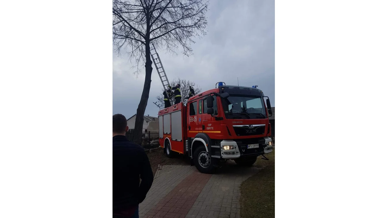 Wlazł kotek na...drzewo i nie umiał zejść!