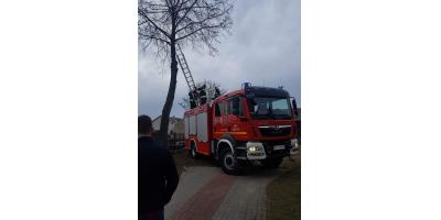 Wlazł kotek na...drzewo i nie umiał zejść!