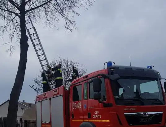 Wlazł kotek na...drzewo i nie umiał zejść!
