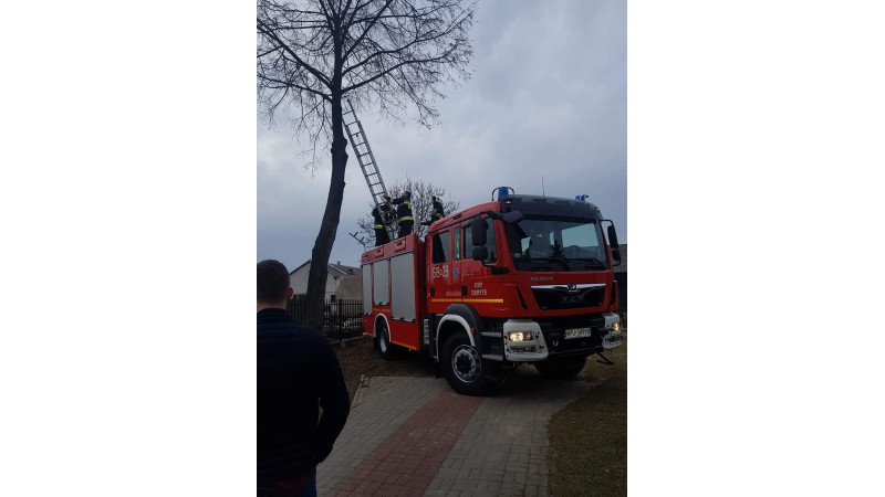 Wlazł kotek na...drzewo i nie umiał zejść!