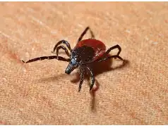 Kleszcze. Groźne i niebezpieczne pajęczaki.