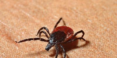 Kleszcze. Groźne i niebezpieczne pajęczaki.