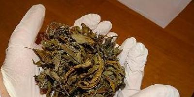 Kolejni zatrzymani za narkotyki