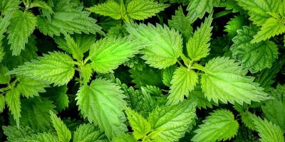 Pokrzywa - jak złagodzić skutki poparzenia i bąble?