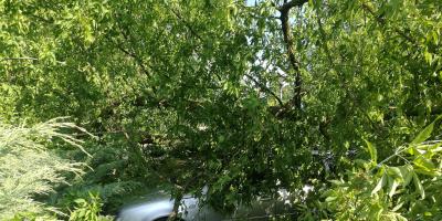 Powalone drzewo na Staszica w Pułtusku [FOTO]