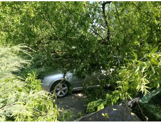 Powalone drzewo na Staszica w Pułtusku [FOTO]