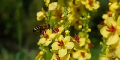 Syrop z kwiatów dziewanny. Zastosowanie i korzyści dla zdrowia.