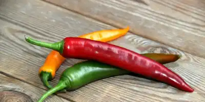 Nagroda Nobla 2021 w dziedzinie medycyny za pionierskie odkrycie receptorów temperatury i dotyku