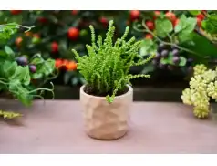 Kwiaty w twojej sypialni - koniecznie musisz je mieć.