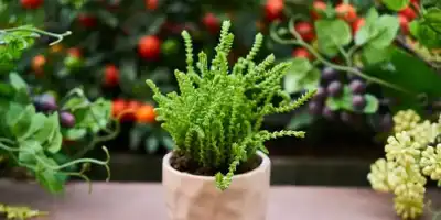 Kwiaty w twojej sypialni - koniecznie musisz je mieć.