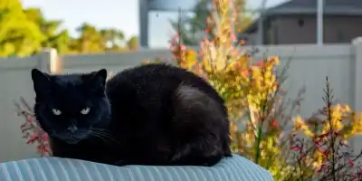 20 najpopularniejszych polskich przesądów