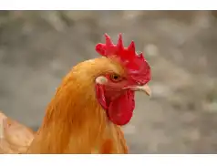 Nie - dla Fermy Drobiu w Bobach!