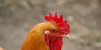 Nie - dla Fermy Drobiu w Bobach!