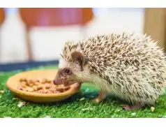 Dzień Jeża. Zdrowa dieta dla naszych Kolczastych przyjaciół.