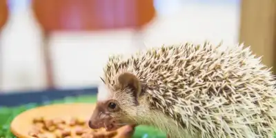 Dzień Jeża. Zdrowa dieta dla naszych Kolczastych przyjaciół.