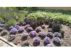 Kosztowne piękno pułtuskich kwiatów