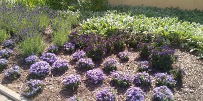 Kosztowne piękno pułtuskich kwiatów