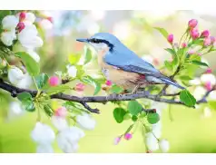Jaka jest symbolika i jakie są zwyczaje wiosenne? Czym jest dzień wagarowicza?