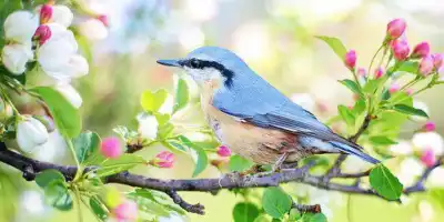 Jaka jest symbolika i jakie są zwyczaje wiosenne? Czym jest dzień wagarowicza?