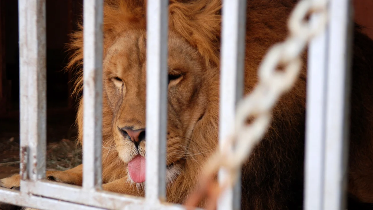 Cyrk Kaskada już w Pułtusku - KONKURS!