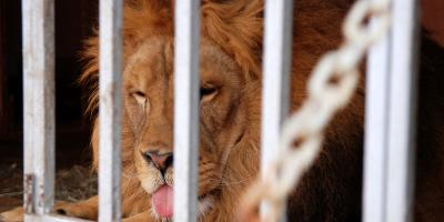 Cyrk Kaskada już w Pułtusku - KONKURS!