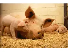 Rozprawa administracyjna dotycząca budowy fermy w Trzcińcu