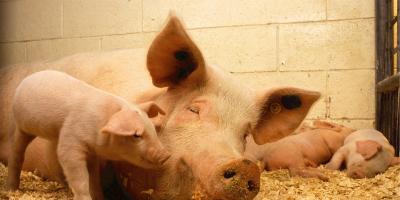 Rozprawa administracyjna dotycząca budowy fermy w Trzcińcu