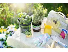 Gdzie zasadzić zioła w ogrodzie? Praktyczne porady dla początkujących ogrodników.