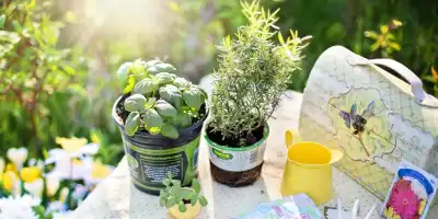 Gdzie zasadzić zioła w ogrodzie? Praktyczne porady dla początkujących ogrodników.