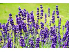 Metody na odstraszenie komarów i much. Sprawdzone domowe sposoby na uciążliwe komary i insekty