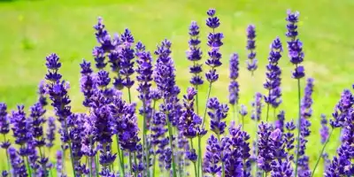 Metody na odstraszenie komarów i much. Sprawdzone domowe sposoby na uciążliwe komary i insekty