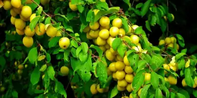 Mirabelki: małe owoce o wielkim smaku