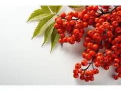Czerwone skarby natury. Prozdrowotne właściwości jarzębiny