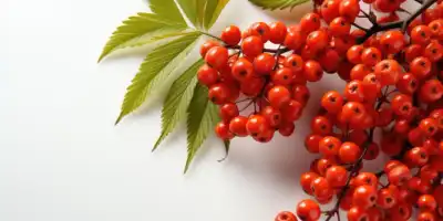 Czerwone skarby natury. Prozdrowotne właściwości jarzębiny