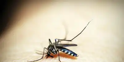 Jak załagodzić ukąszenia owadów?