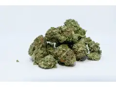 Zatrzymani za narkotyki