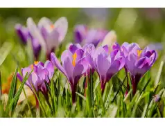 Pierwszy dzień wiosny - 21 marca 2018