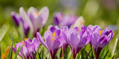 Pierwszy dzień wiosny - 21 marca 2018