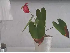 Dlaczego liście anturium przesychają?