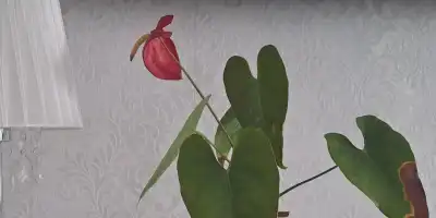 Dlaczego liście anturium przesychają?