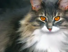 Międzynarodowa Wystawa Kotów Rasowych 2018 w Legionowie